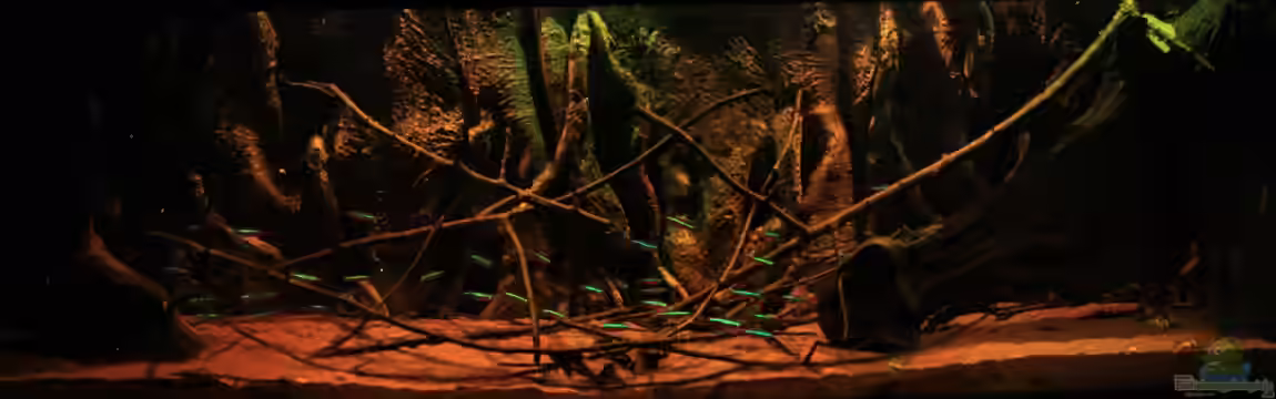 The World of Rio Negro von Florian Bandhauer