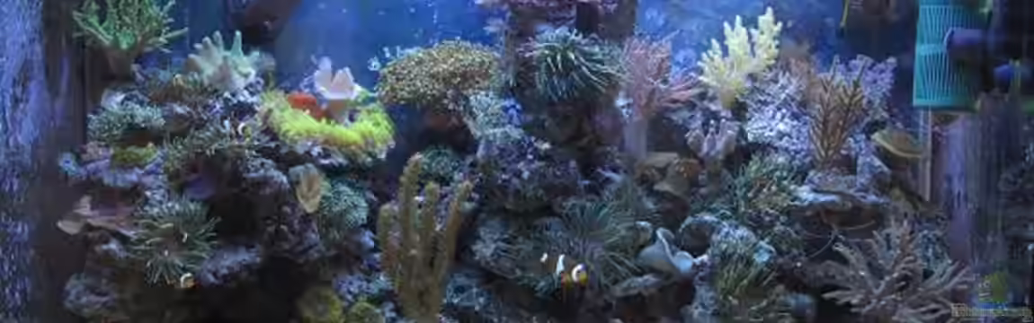 TNT Aquarium von andi76