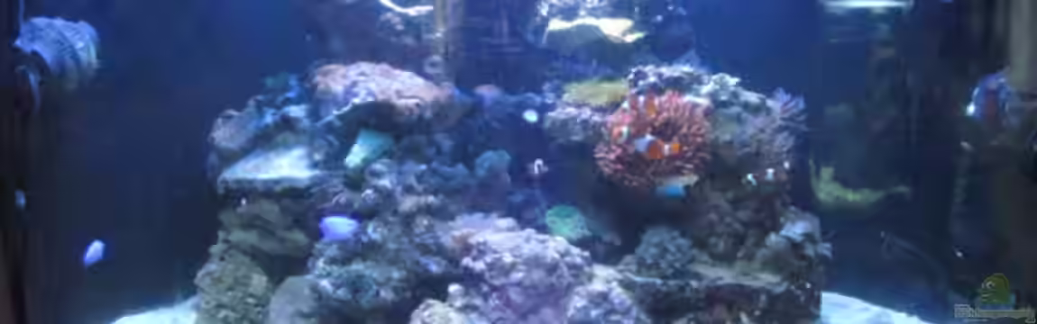 Trigon 350 Meerwasser von Aqua_Art_Krefeld