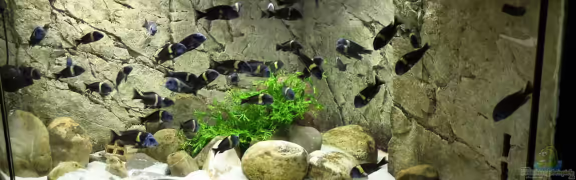 Tropheus Dubi Becken von Maclya