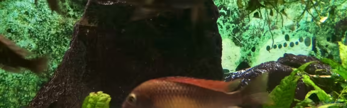 Tropheus Maswa - Becken ALT von Helga Kury