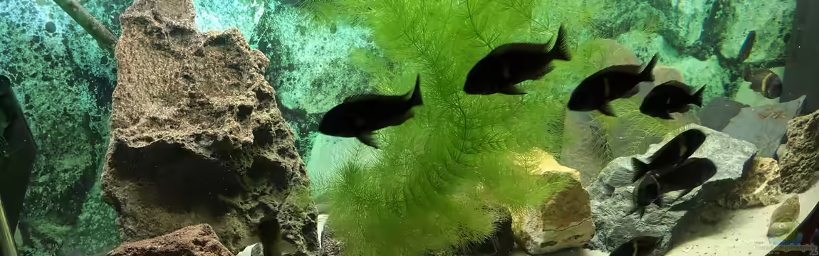 Tropheus Maswa - Becken NEU von Helga Kury