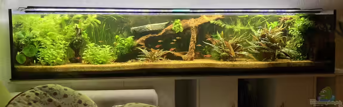 Tropischer Bachlauf (existiert so nicht mehr) von Fischfan11
