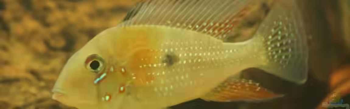 Uarus Home von AquaElvis
