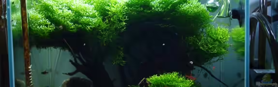 underwater tree von Sven-0.