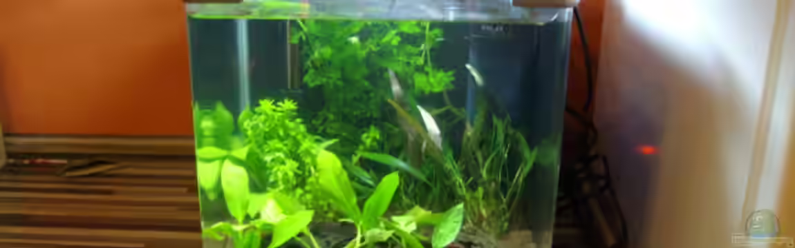 Unser 25 Liter - Nano von Cia