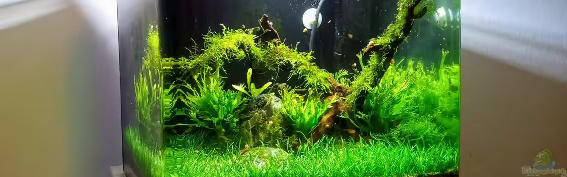 Wohnzimmer Nano von Junglist