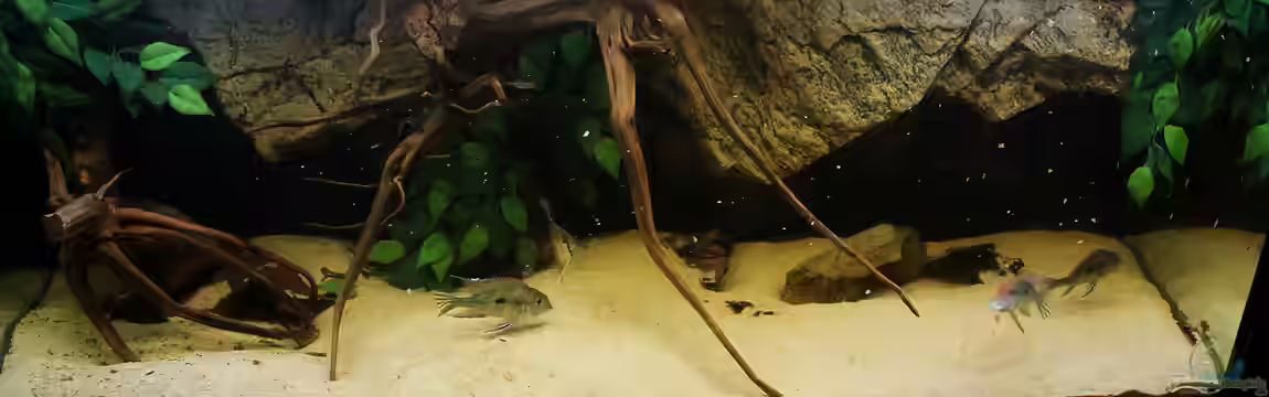 Wohnzimmer Orinoco von AmazonasFelix