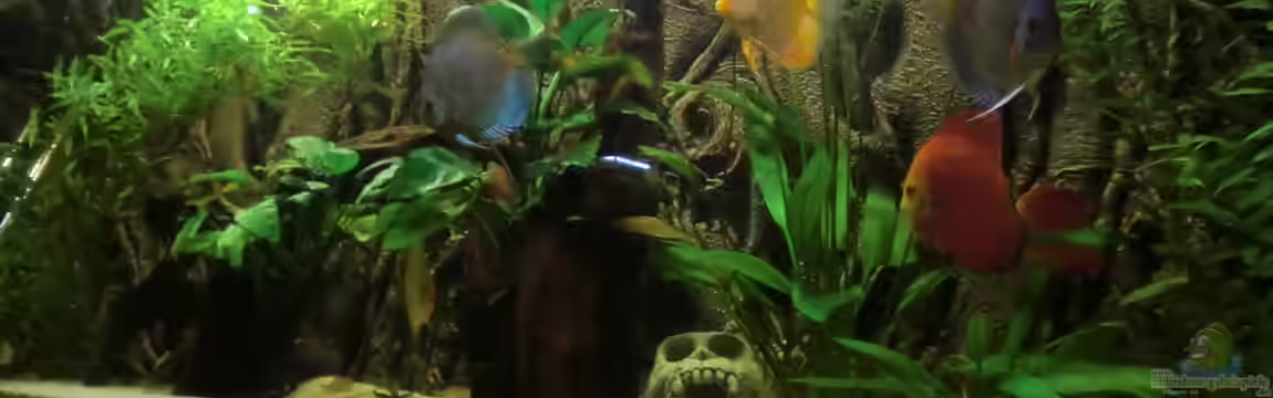 Wohnzimmeramazonas (Aufgelöst) von Zugbremser72
