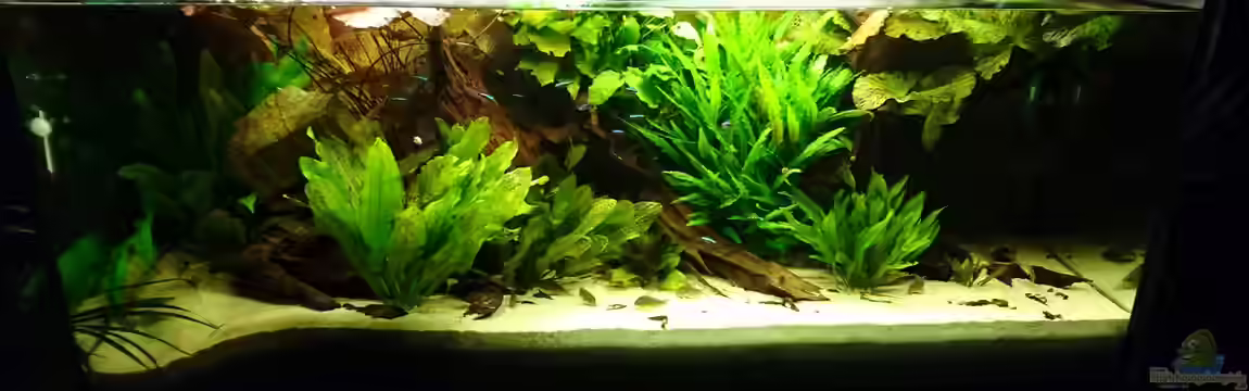 Wolly´s "Südamerika"-Becken von Wolly