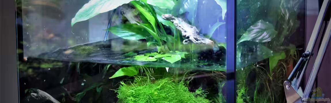 Zu Wasser und zu Land von Junglist