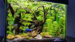  Kosten für ein Nanoaquarium: Eine detaillierte Analyse