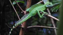 Das natürliche Habitat von Basiliscus plumifrons: Eine faszinierende Entdeckung