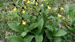 Heimische Orchideen im Garten: Welche Arten sind erlaubt und geeignet?
