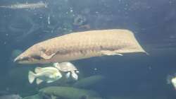 Lungenfische - Die erstaunlichen Überlebenskünstler der Evolution