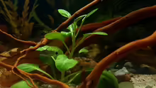 Lobelia cardinalis