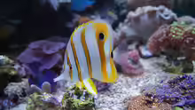 Chelmon rostratus