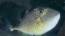 Abalistes stellatus