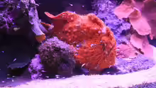 Abantennarius coccineus