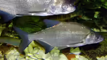 Abramis brama