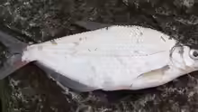 Abramis sapa