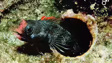 Acanthemblemaria atrata