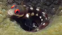 Acanthemblemaria rivasi