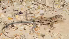 Acanthodactylus erythrurus