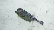 Acanthostracion polygonius