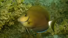 Acanthurus bahianus