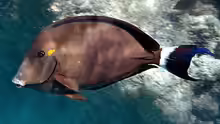Acanthurus blochii