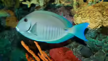 Acanthurus chirurgus