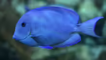 Acanthurus coeruleus