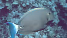 Acanthurus dussumieri