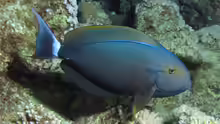 Acanthurus gahhm