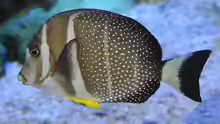 Acanthurus guttatus