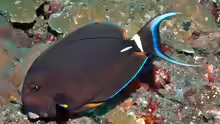 Acanthurus leucocheilus
