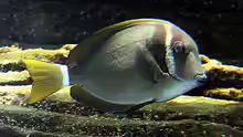 Acanthurus leucopareius