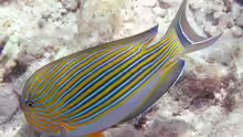 Acanthurus lineatus
