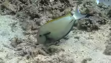 Acanthurus nigricauda