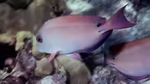 Acanthurus nigrofuscus