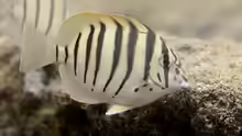 Acanthurus polyzona