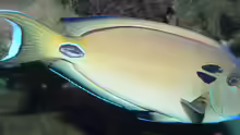 Acanthurus tennentii