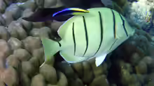 Acanthurus triostegus