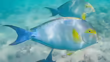 Acanthurus xanthopterus