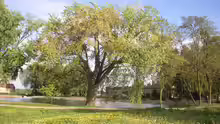Acer saccharinum