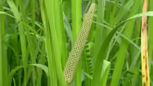 Acorus calamus
