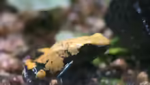 Adelphobates galactonotus