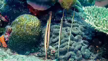 Aeoliscus strigatus