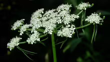 Aethusa cynapium